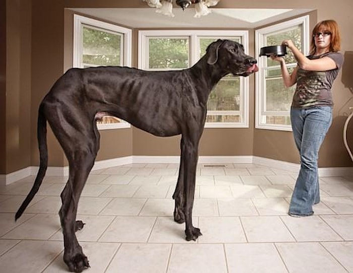 Dünyanın En Uzun Köpeği Hayatını Kaybetti