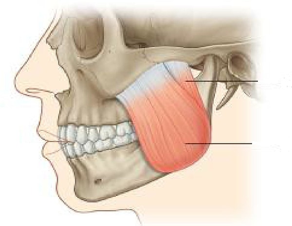 18. İnsan vücudundaki en güçlü kas "masseter" adındaki çene kasıdır.