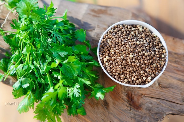 9. Coriander