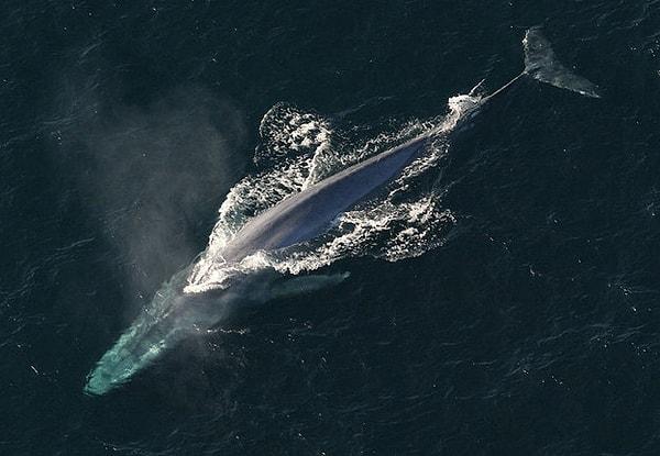 13. Mavi balinalar hayvanlar alemi içerisinde en büyük penise sahip canlılardır.