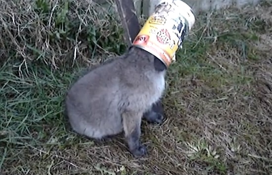 Bebek Tilkiyi Sıkıştığı Tenekeden Kurtaran Adam Ve Aldığı Teşekkür