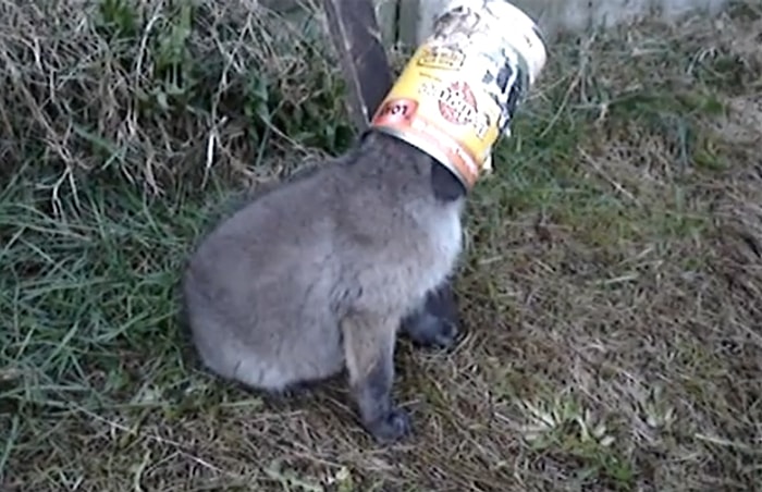 Bebek Tilkiyi Sıkıştığı Tenekeden Kurtaran Adam Ve Aldığı Teşekkür