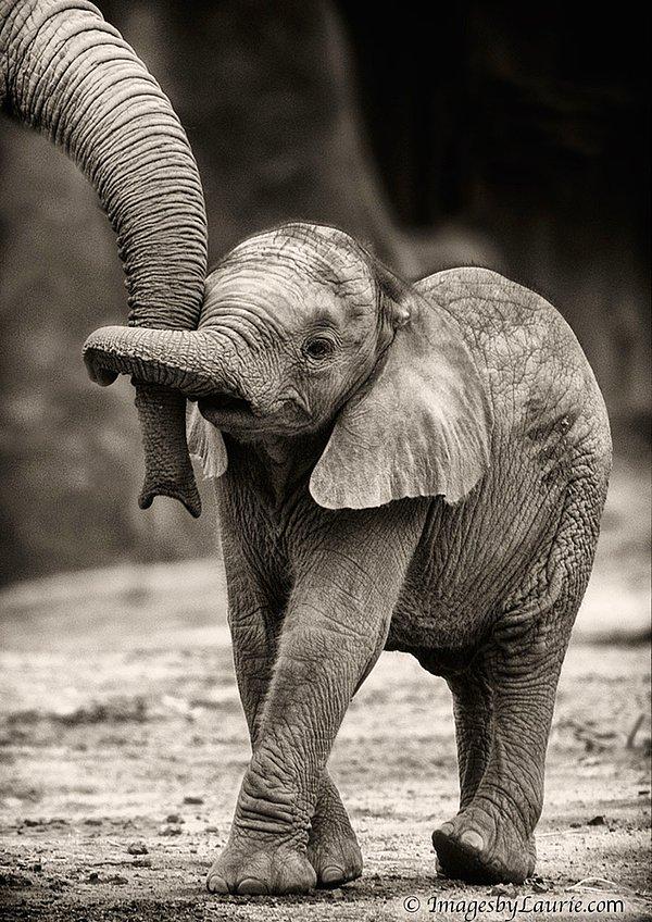 11. Filler, insanlar dışında, sevdiklerinin mezarlarını ziyaret eden tek canlılardır. Bu küçük yavru ve annesi dolaşmaya çıkmış neyse ki, mezarlığa falan gitmiyorlar.