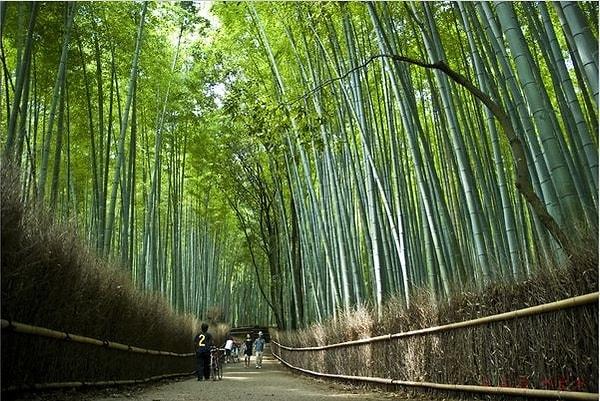 Arashiyama'daki bambu ağaçları