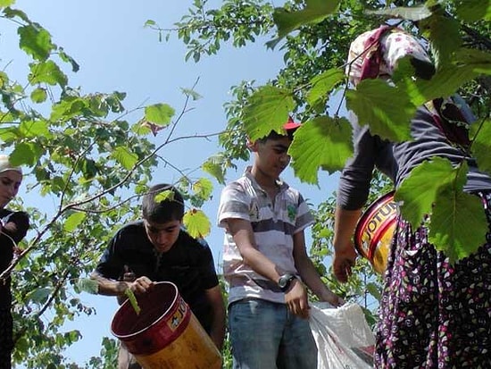 11 Yaşındaki Fındık İşçisi Hayatını Kaybetti