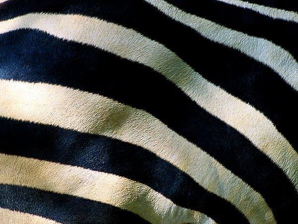 Zebra derisi