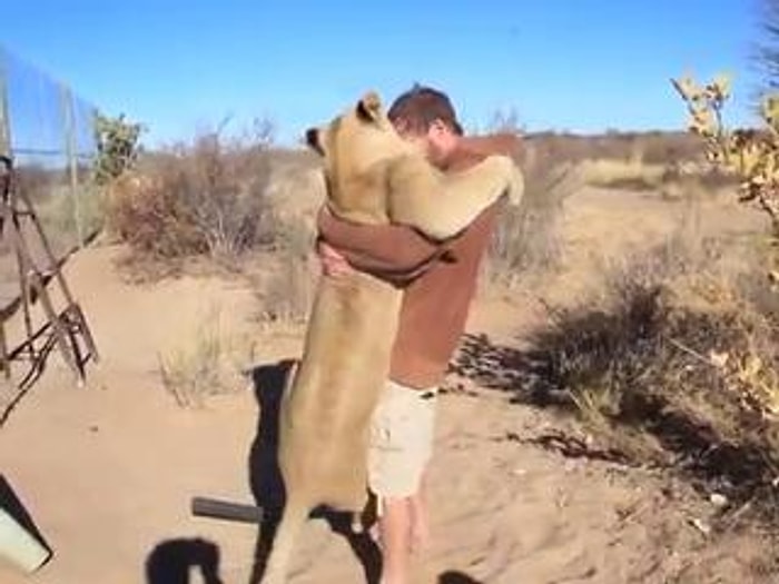 Kurtarıcısına Sarılarak Teşekkür Eden Aslan