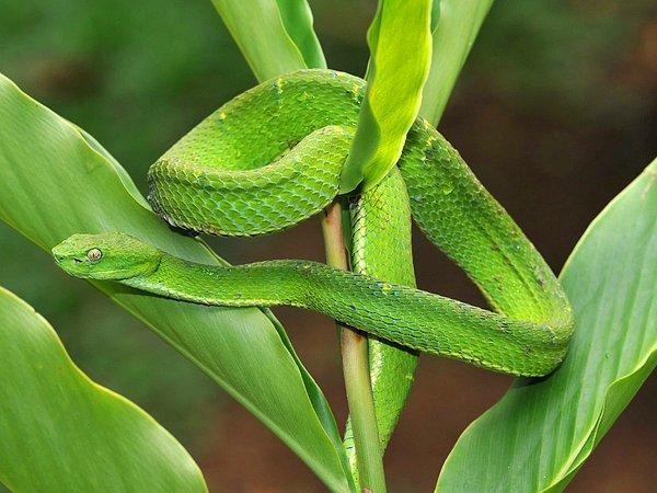 10. Yeşil çıngıraklı yılan, bitkinin üzerinde kamufle olmuş.