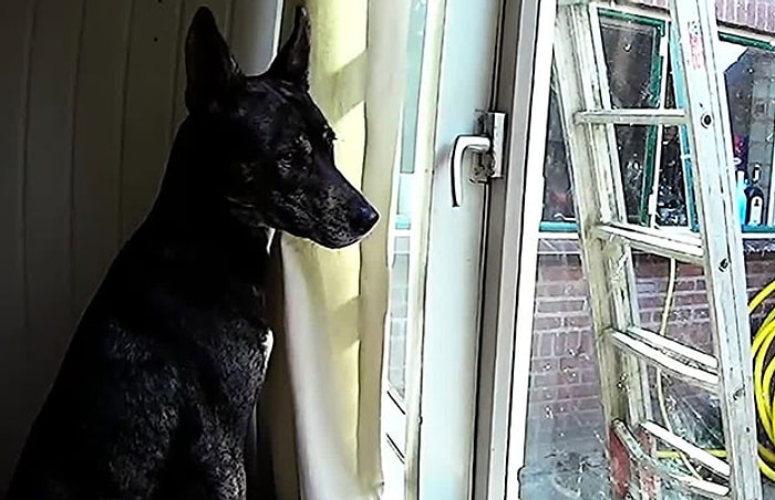 İnatçı Köpeğin Sokağa Çıkma Azmi