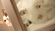 Cam Sehpalar Üzerinde Çok 'Düz' Hayatlar Yaşayan 15 Yumoş Kedi