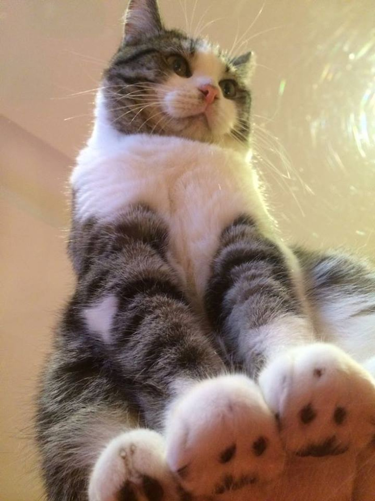 Кот на стекле