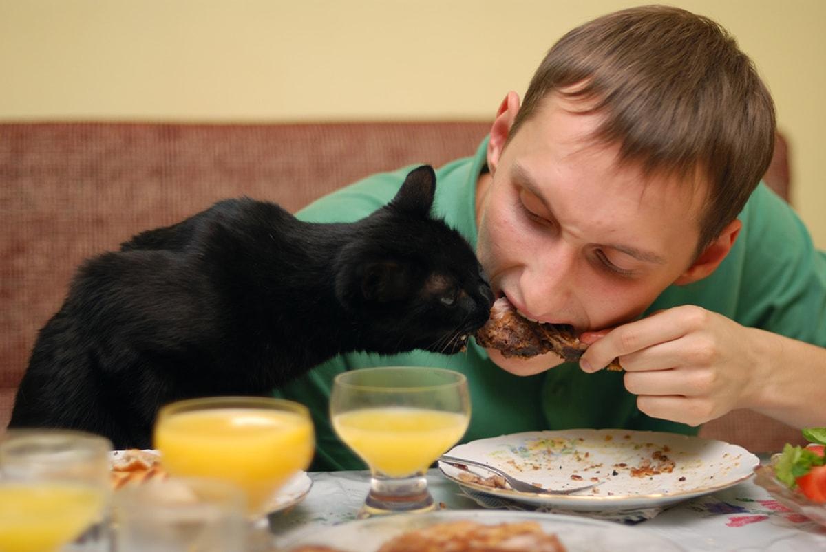 Голодный гость. Кот и еда. Кот обедает. Котик с едой. Кошки за едой.