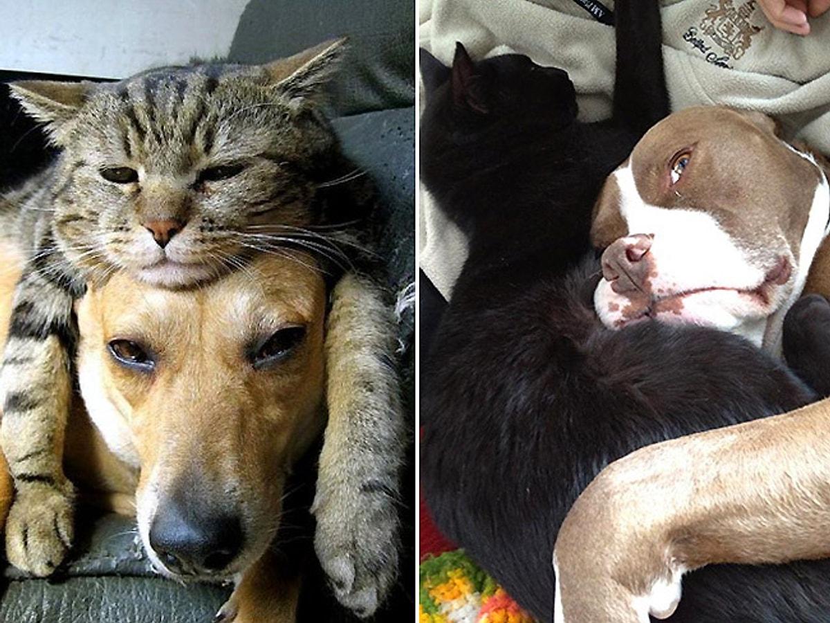 Укушенные собакой кошки. Кот и собака. Собака обнимает кошку. Псина кот.