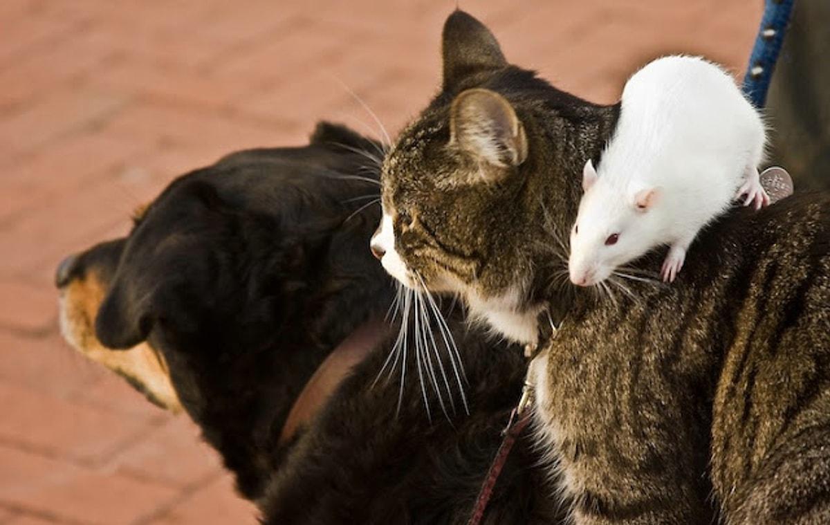 Мужчина крыса и собака. Кот и мыши. Кошка и крыса. Собака кошка мышь. Кошки-мышки.