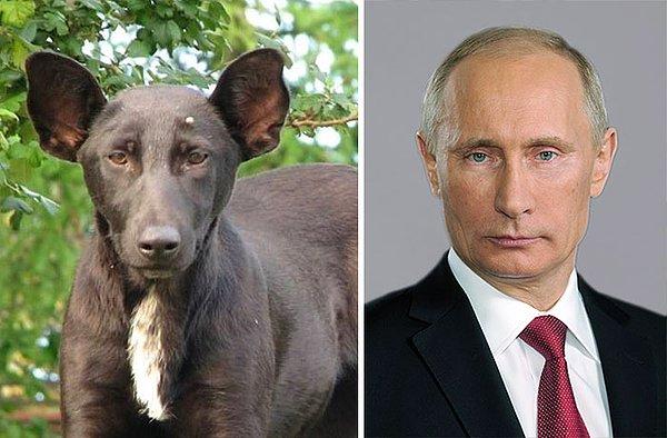 5. Köpek adeta karizma olmak istemiş ve başarıp Putin olmuş.