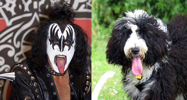 18. Bu köpek KISS grubuyla konsere çıksa sırıtmaz. (dil çıkarır)