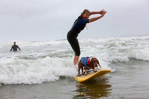 8. Dog Surfing