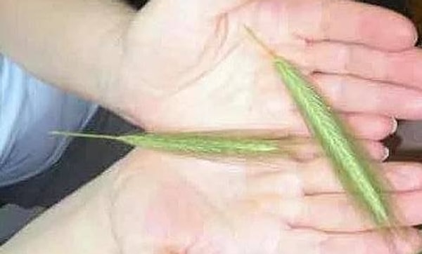 15. Бросать на друзей такие колоски.