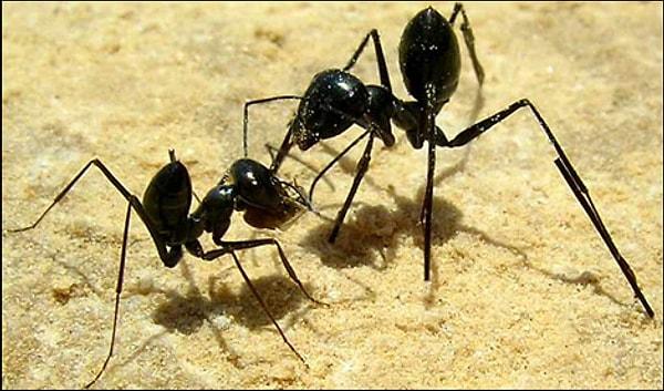 45. Karıncaları dövüştürmek.