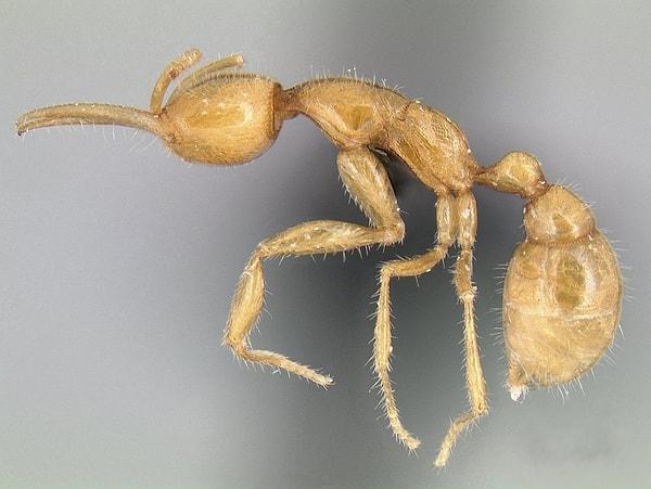 2. Martialis Heureka Karıncası