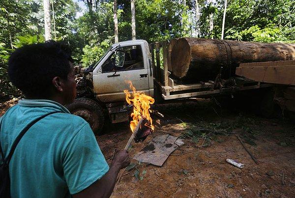 12. Ağaç kesiciler tarafından katledilen ormandan elde edilen kütükleri taşımak için kullanılan bir kamyon ateşe verilmek üzere