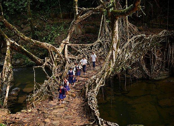 1. Hafta içi her sabah karşılaşabileceğiniz olağan bir görüntü. Nongsohphan kasabasında bulunan RCLP okulunun öğrencileri, kauçuk ağacının kökleri ile meydana gelmiş doğal köprüyü kullanarak okula gidiyor.
