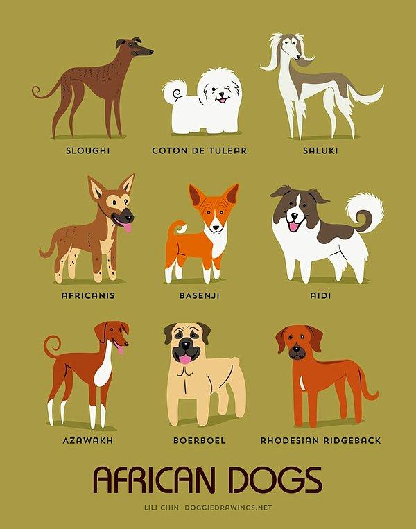 10. Afrika Köpekleri