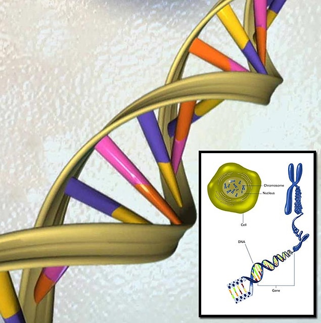 2. Tek hücrede bulunan kromozomlarda paketlenen DNA molekülünün toplam uzunluğu 1 metreyi bulur. Kromozomun toplam kalınlığı ise 1 nanometre yani metrenin milyarda biri kadardır. Yaklaşık 1 metre uzunluğundaki DNA molekülü bu küçücük alana paketlenmiş şekildedir.