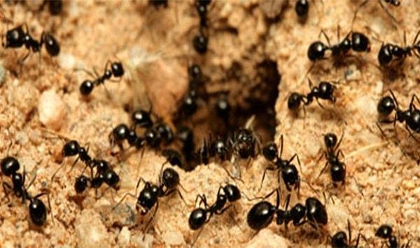 7. Dünyada kişi başına 1,6 milyon karınca düşmesi