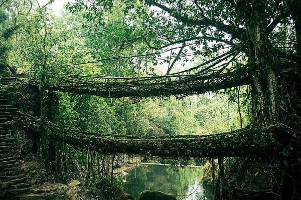 Root Bridge, Hindistan
