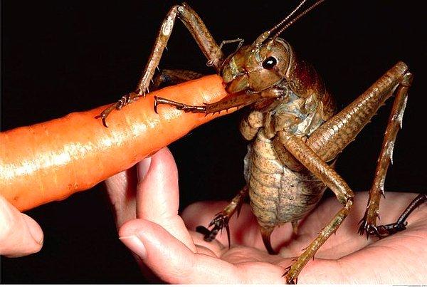 28. Dev weta böceği. ( dünyanın en büyük böcek türü )