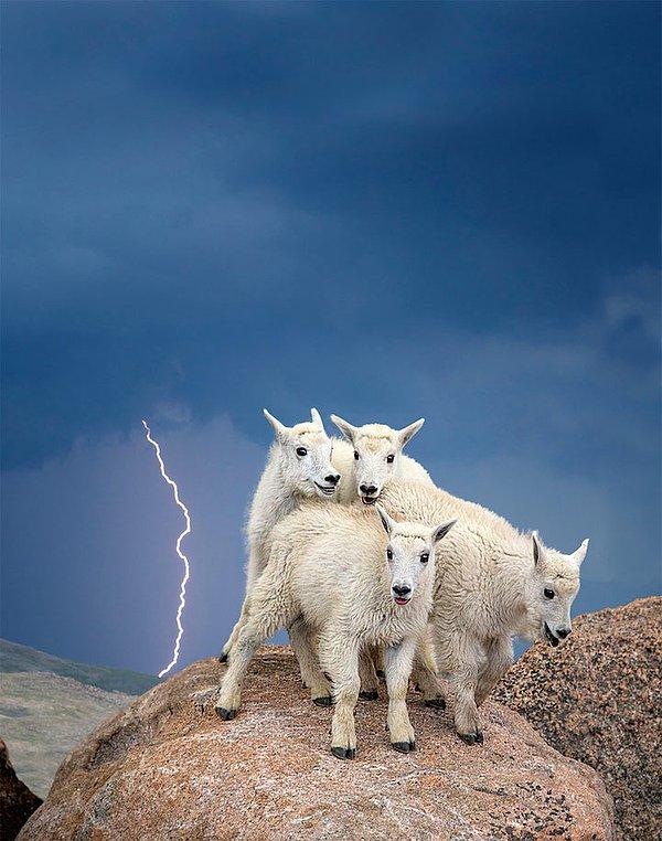 8. Ak dağ keçisi yavruları, Colorado (Verdon Tomajko)