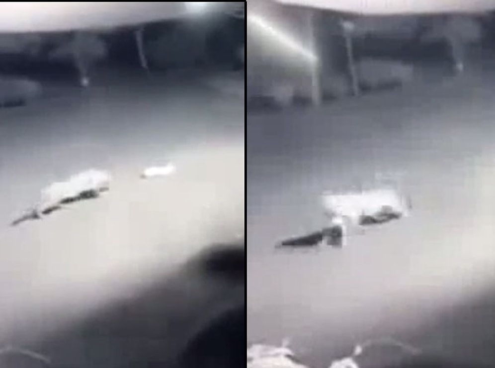 Aç Leopar Sokak Ortasında Köpeği Avladı