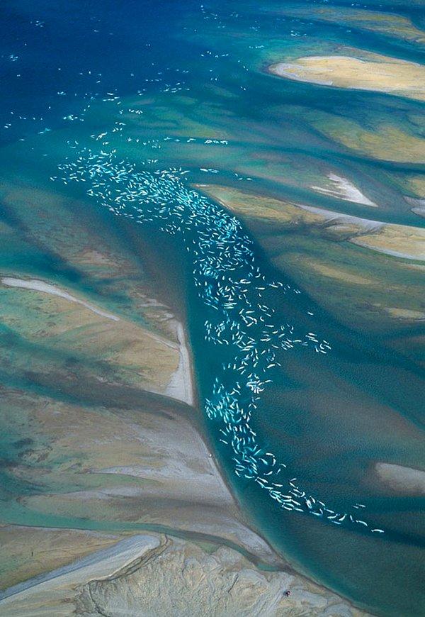 30. Beyaz Balinalar (Kanada)