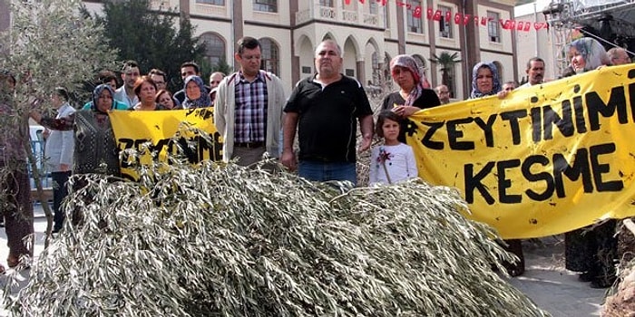 Zeytin Ağaçları Hukuksuz Kesilen Yırcalılar: 'Evlatlarımız Kesiliyor'