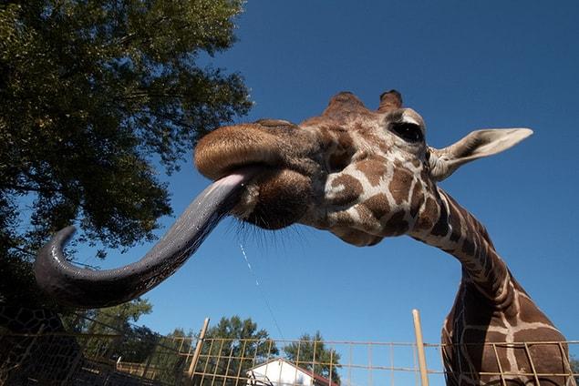17. Bir zürafa dili ile kulaklarını temizleyebilir.