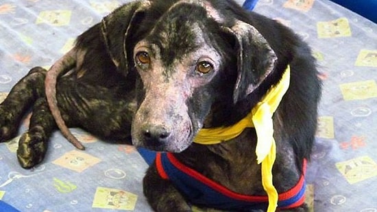 İnsanlara Alerjisi Olan Köpek