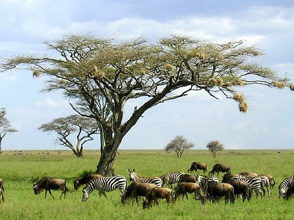 29. Serengeti Milli Parkı, Serengeti - Tanzanya
