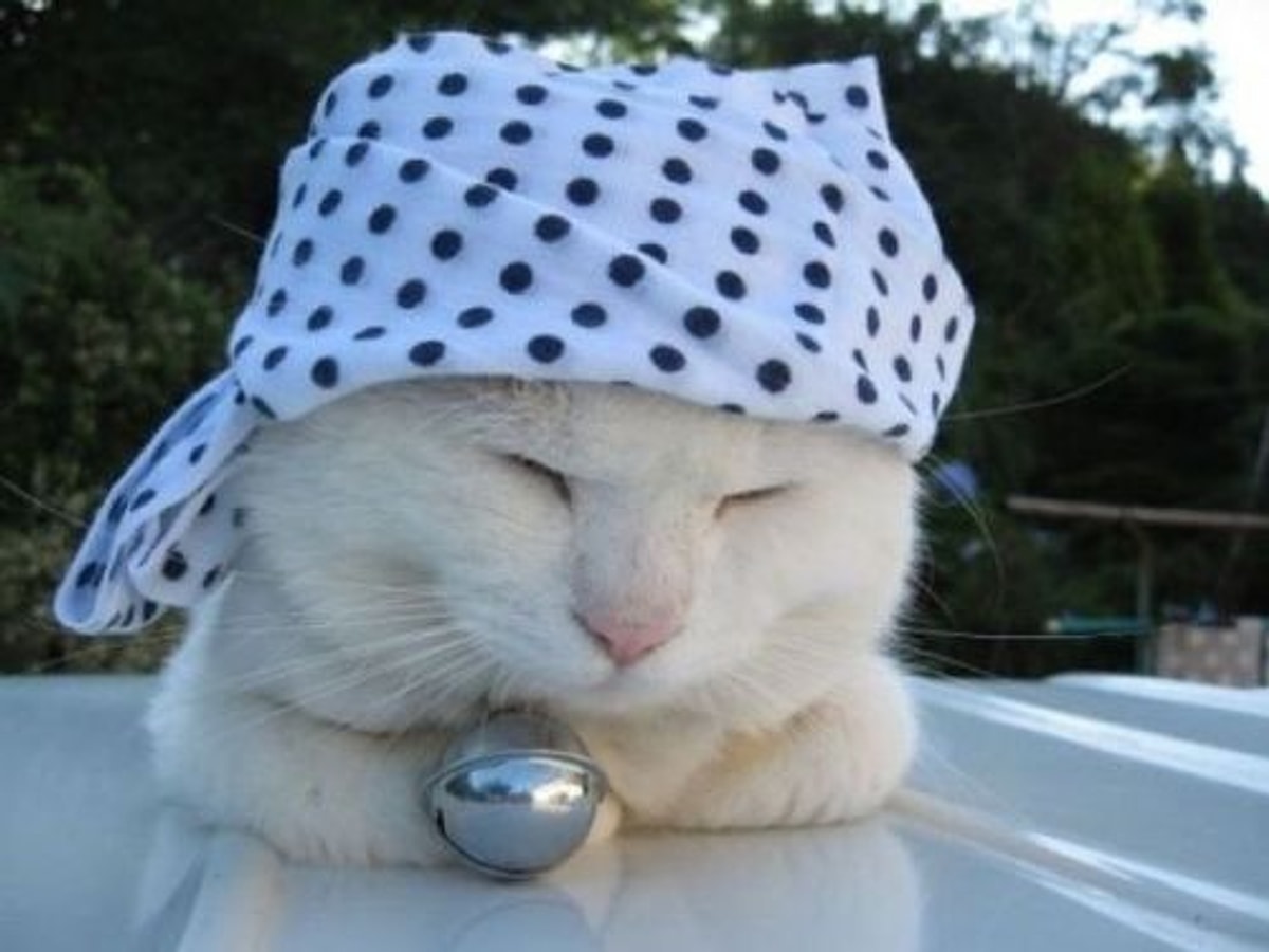 Кот в панамке