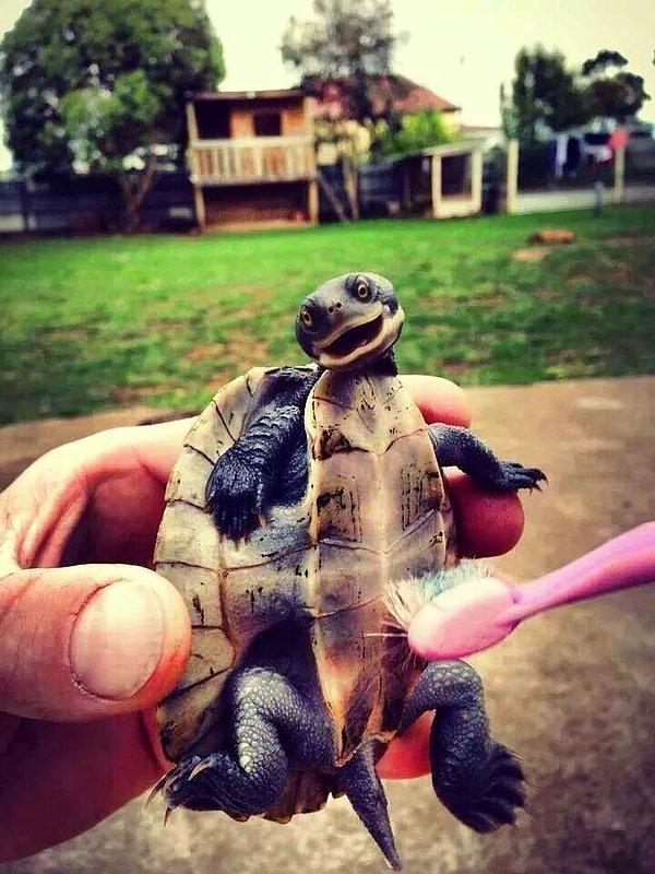 12. Diş fırçasıyla okşanmaktan hoşlanan kaplumbağa.