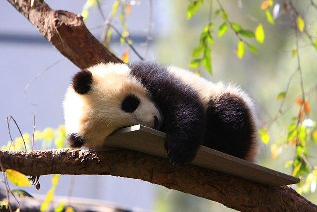 17. Bebek pandalar çok küçük olur ve neredeyse bir bardak çay ağırlığındadırlar.