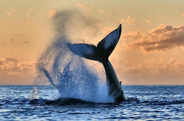 25. Gösteri yapan kambur balina - Hawaii, A.B.D