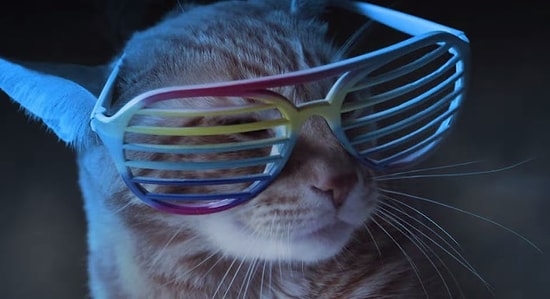 Kediler de Club Müziği Yapar