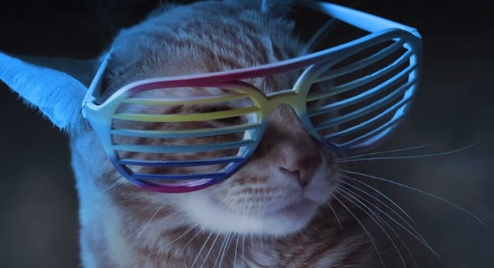 Kediler de Club Müziği Yapar