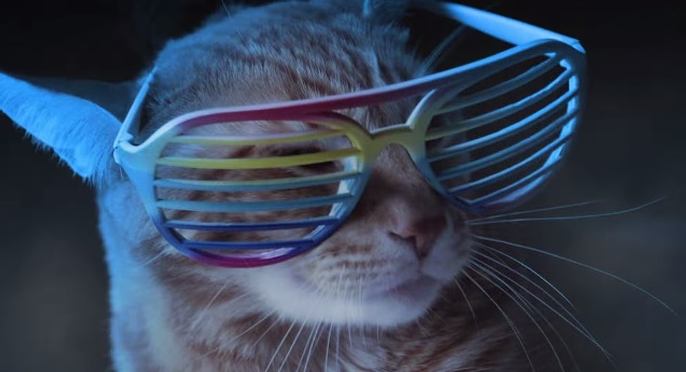 Kediler de Club Müziği Yapar