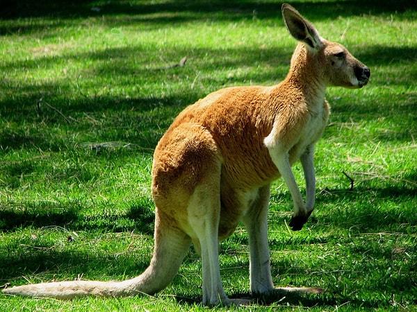 5. Kanguruların üç vajinası vardır. Yani sürekli olarak hamile kalabilirler.