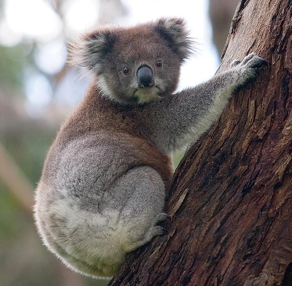7. Koalaların iki penisi vardır.
