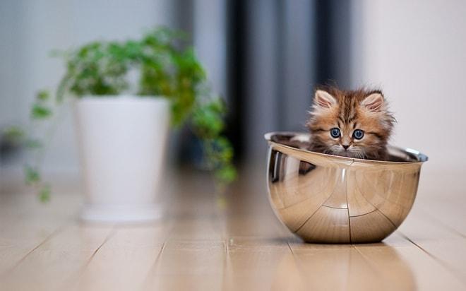 Pazartesi Gününü Çekilir Kılabilecek 24 Aşırı Sevimli Kedi Yavrusu