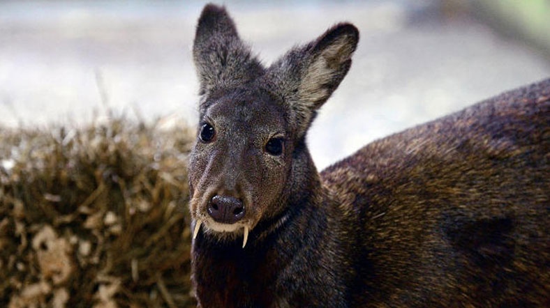 Veronika Tsaritsyna bilan porno Uning mushuk chuqurligi