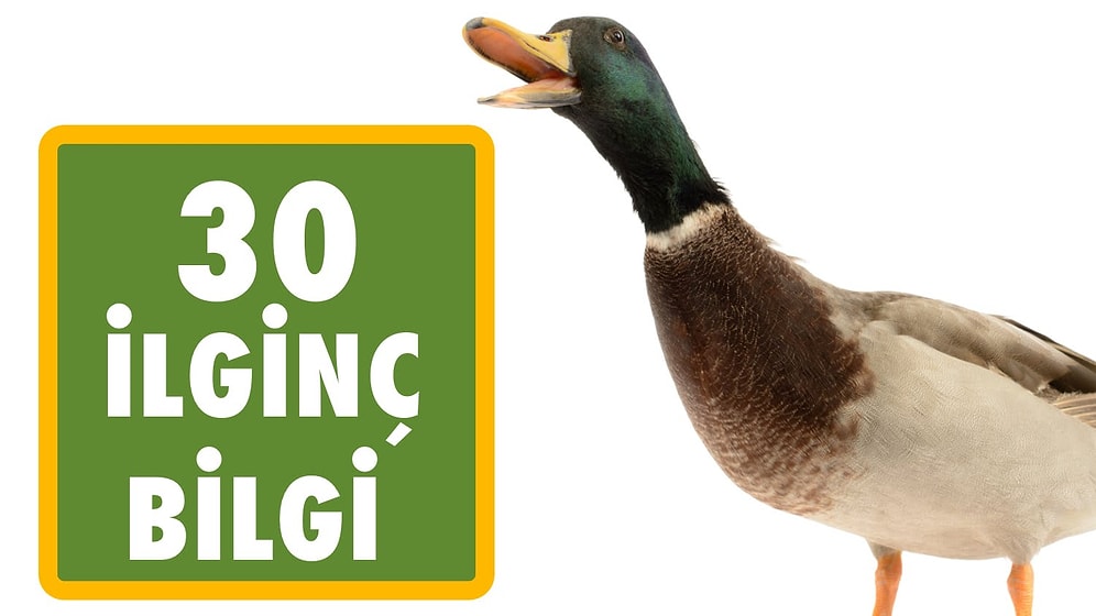 Şaşıracağınız 30 İlginç Bilgi